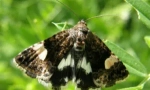 Butterfly locop: šta je to i kako se baviti